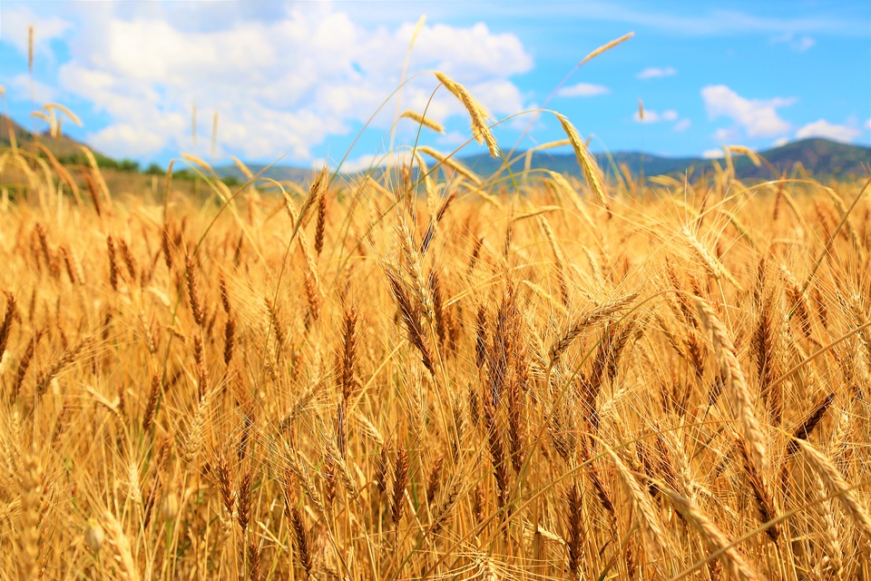 Người nông dân muốn mở rộng diện tích trồng lúa mỳ