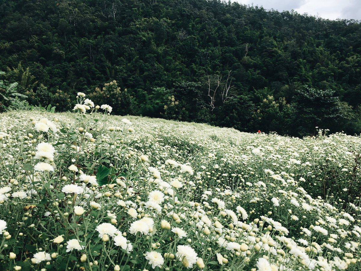 Hoa cúc núi ở Chiang Mai có sự đặc biệt riêng mà không loài hoa nào có được