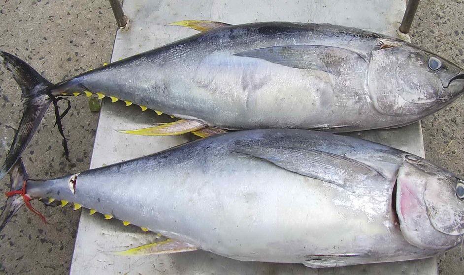 Mỹ và EU là thị trường lớn của cá ngừ Việt Nam