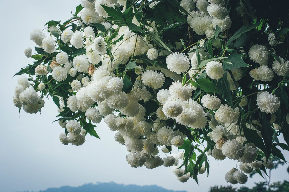 Sự trong trắng của hoa cúc núi rất đặc biệt và tạo nhiều ấn tượng cho du khách